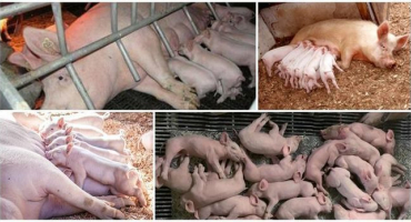 Jak dlouho chovat selata v blízkosti prasnice a kdy odstavit